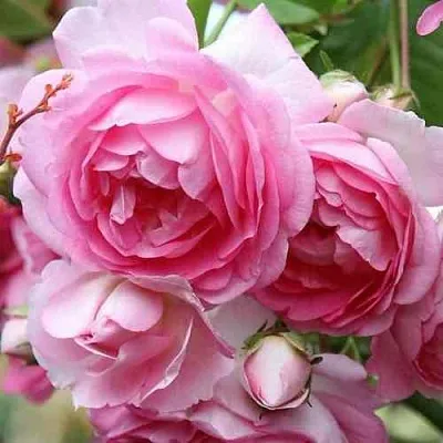 Саженцы роз ЖАСМИНА плетистая  Саженцы роз ЖАСМИНА плетистая в Пскове