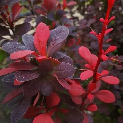 Барбарис РЕД ПИЛЛАР тунберга  Барбарис РЕД ПИЛЛАР тунберга в Пскове