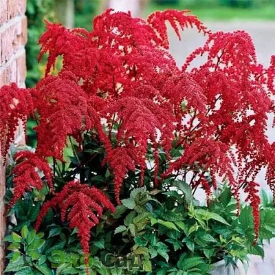 Астильба РЕД ЧАРМ Арендса  Астильба РЕД ЧАРМ Арендса в Пскове