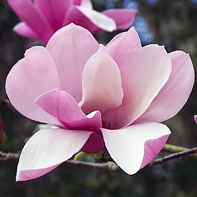 Магнолия РИККИ  Магнолия РИККИ в Пскове