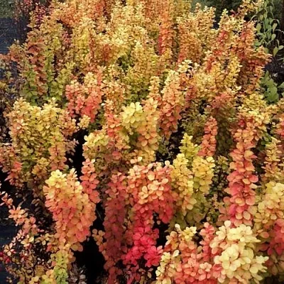 Барбарис САММЕР САНСЕТ тунберга  Барбарис САММЕР САНСЕТ тунберга в Пскове