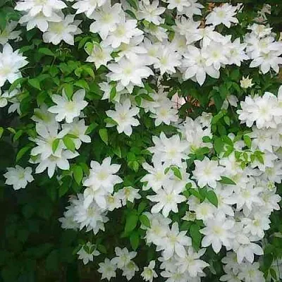 Клематис ТОКИ  Клематис ТОКИ в Пскове