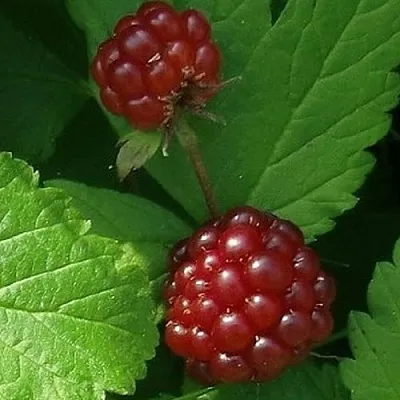 Княженика КЛОН в Пскове