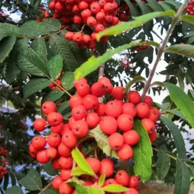 Рябина НЕВЕЖИНСКАЯ сладкоплодная — описание сорта Рябина НЕВЕЖИНСКАЯ сладкоплодная в Пскове