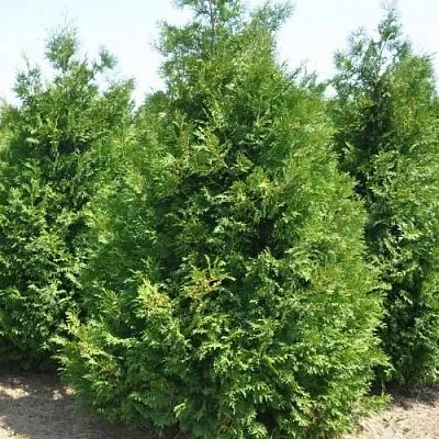 Туя ВАКСЕН западная  Туя ВАКСЕН западная в Пскове