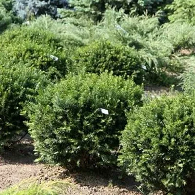 Тис НАНА остроконечный  в Пскове