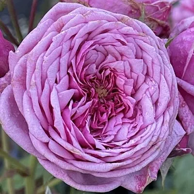 Саженцы роз ДЬЮРАНС АНСЬОН шраб в Пскове