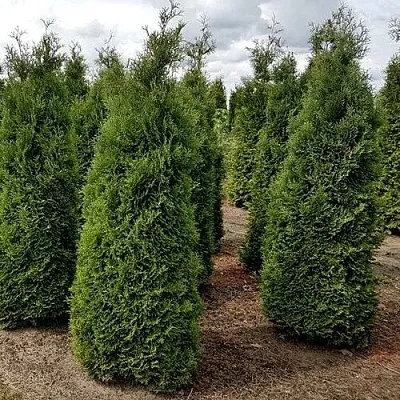 Туя ХОЛМСТРУП западная в Пскове