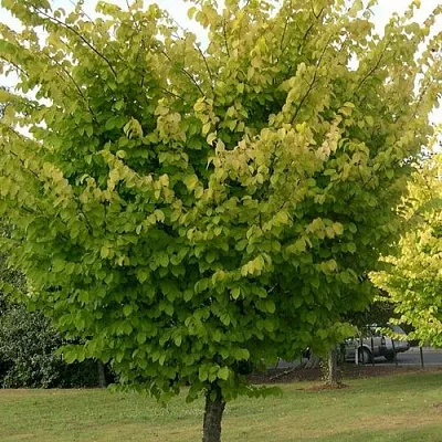 Вяз обыкновенный в Пскове