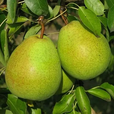 Груша НАЙТ-ВЕРТ колонновидная в Пскове