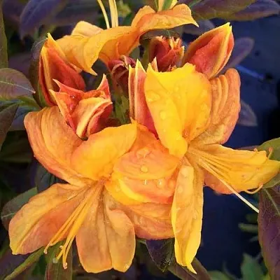 Азалия КЛОНДАЙК листопадная  Азалия КЛОНДАЙК листопадная в Пскове