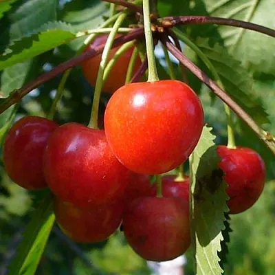 Черешня ФАТЕЖ  Черешня ФАТЕЖ в Пскове