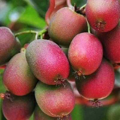 Актинидия ВЕЙКИ аргута в Пскове