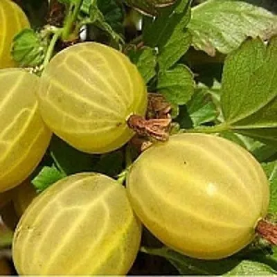 Крыжовник ЯРОВОЙ в Пскове