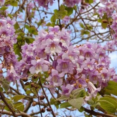 Павлония ПАО ТОГН Z07 — описание сорта Павлония ПАО ТОГН Z07 в Пскове