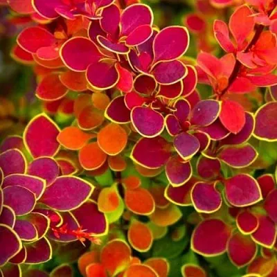 Барбарис ОРАНЖ САНРАЙЗ тунберга  Барбарис ОРАНЖ САНРАЙЗ тунберга в Пскове