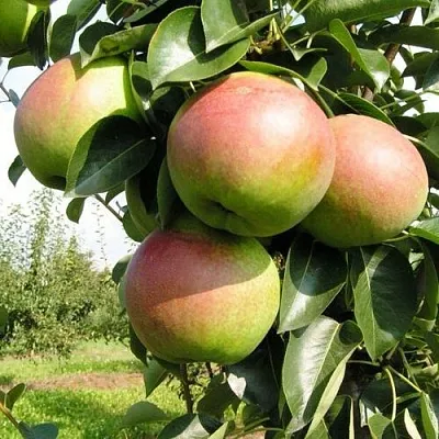 Груша КУПАЛА  Груша КУПАЛА в Пскове