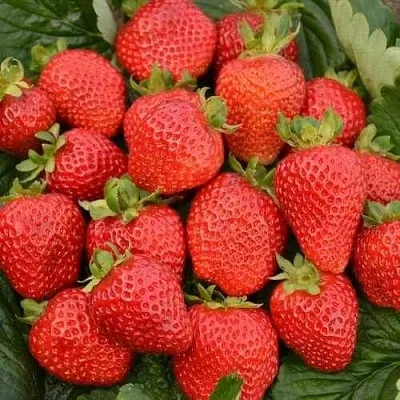 Клубника САН АНДРЕАС ремонтантная  Клубника САН АНДРЕАС ремонтантная в Пскове