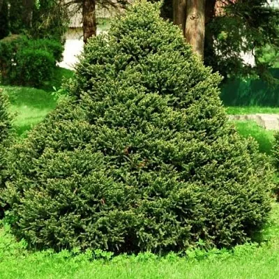 Ель ОЛЕНДОРФИ обыкновенная в Пскове