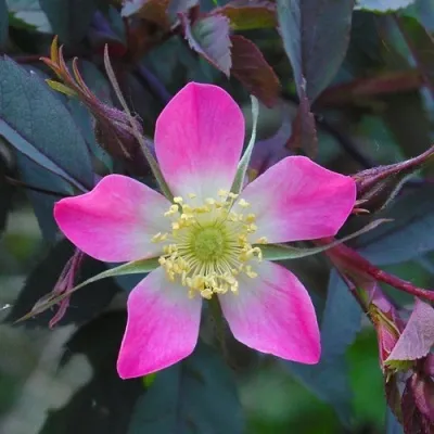 Саженцы роз сизая — описание сорта Саженцы роз сизая в Пскове