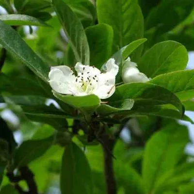 МУШМУЛА  в Пскове