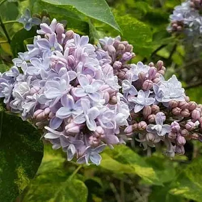 Сирень АУКУБАФОЛИЯ  Сирень АУКУБАФОЛИЯ в Пскове