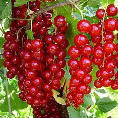 Смородина красная ЙОНКЕР ВАН ТЕТС в Пскове