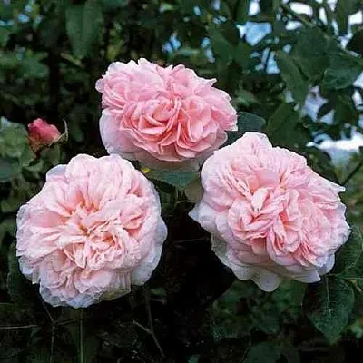 Саженцы роз КЛЭР РОУЗ английская в Пскове