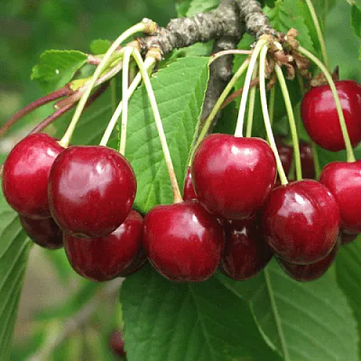 Черешня ГРОНКОВАЯ  Черешня ГРОНКОВАЯ в Пскове