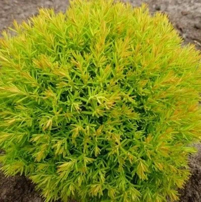 Туя АННИЕК западная в Пскове