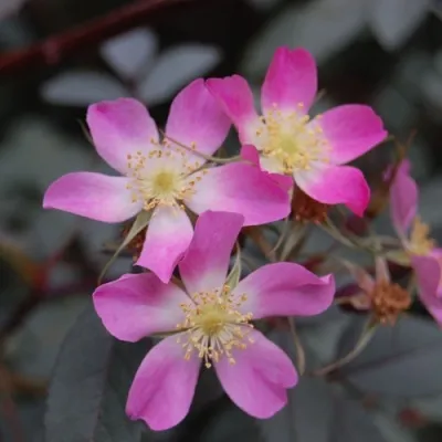 Саженцы роз сизая — описание сорта Саженцы роз сизая в Пскове