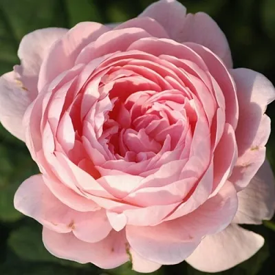 Саженцы роз КУИН ОФ СУИДЕН английская  Саженцы роз КУИН ОФ СУИДЕН английская в Пскове