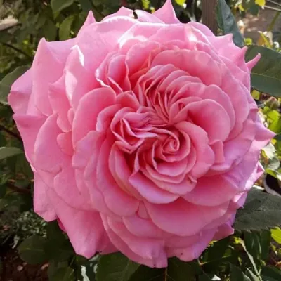 Саженцы роз ЭШЛИ чайно-гибридная — описание сорта Саженцы роз ЭШЛИ чайно-гибридная в Пскове