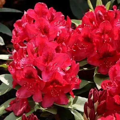 Рододендрон МАТАДОР  Рододендрон МАТАДОР в Пскове