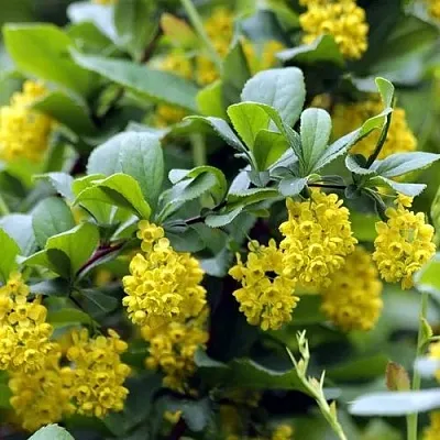 Барбарис корейский  Барбарис корейский в Пскове