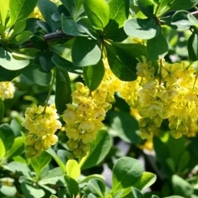 Барбарис ИНДИАН САММЕР   Барбарис ИНДИАН САММЕР  в Пскове