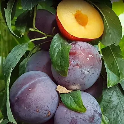 НЕКТАПРИУМ в Пскове