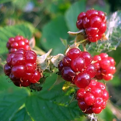 Княженика АСТРА в Пскове