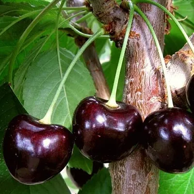 Черешня ДОНЕЦКИЙ УГОЛЁК в Пскове