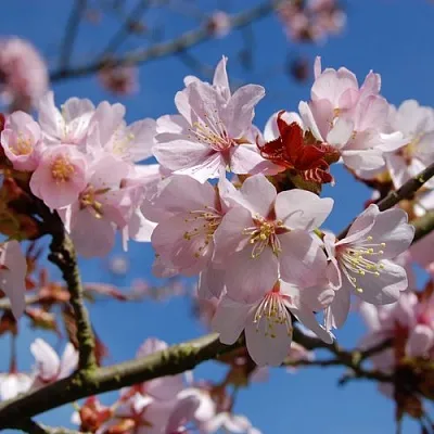 Вишня РАНЧО САРЖЕНТА  Вишня РАНЧО САРЖЕНТА в Пскове