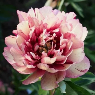 Пион ХИЛЛАРИ ито-гибрид в Пскове