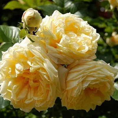 Саженцы роз НАДЯ МЕЙДИЛАНД почвопокровная в Пскове