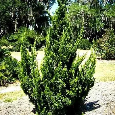 Можжевельник КАЙЗУКА китайский в Пскове