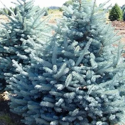 Ель ГЛАУКА колючая  Ель ГЛАУКА колючая в Пскове