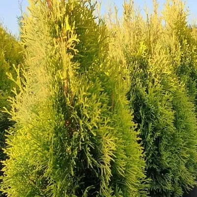 Туя ГОЛДЕН СМАРАГД западная  Туя ГОЛДЕН СМАРАГД западная в Пскове