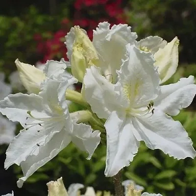 Азалия ОКСИДОЛ листопадная  Азалия ОКСИДОЛ листопадная в Пскове