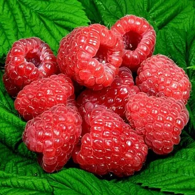 Саженцы малины оптом в Пскове