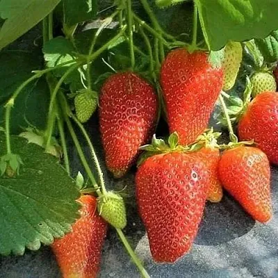 Клубника РОКСАНА  Клубника РОКСАНА в Пскове