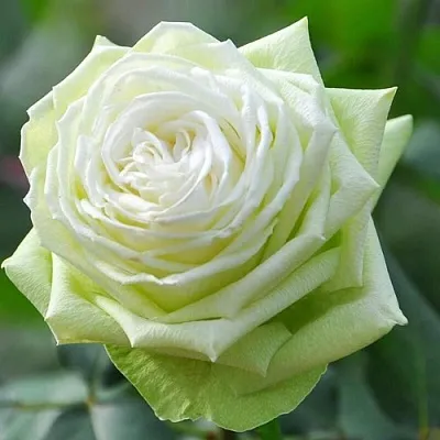 Саженцы роз ВАКАНА японская в Пскове