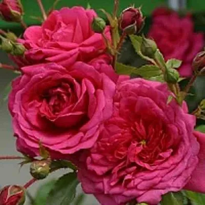 Саженцы роз ЛАГУНА плетистая  Саженцы роз ЛАГУНА плетистая в Пскове